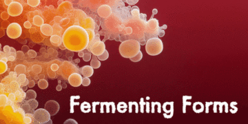 Fermenting Forms展の画像